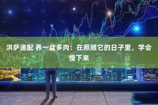 洪萨速配 养一盆多肉：在照顾它的日子里，学会慢下来